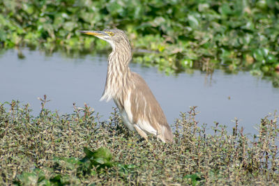 Side view of a bird in water