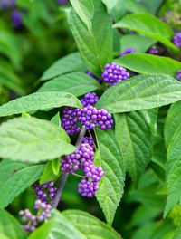 Close-up of purple berries growing on plant