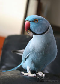 Close-up of blue parrot