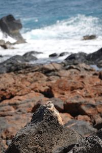 View of lizard on rock at beach