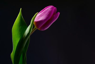 Close-up of pink rose against black background