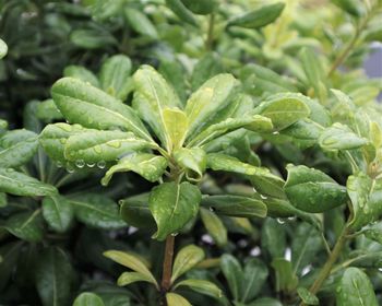 Close-up of fresh green leaves