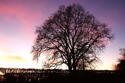 Silhouette bare tree on field against sky during sunset