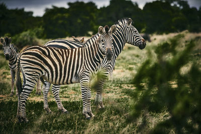 Zebras in a field