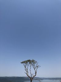 Tree by sea against clear blue sky