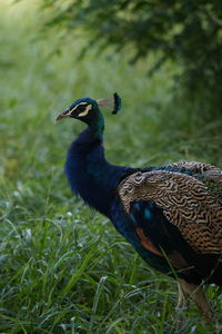 Side view of a peacock