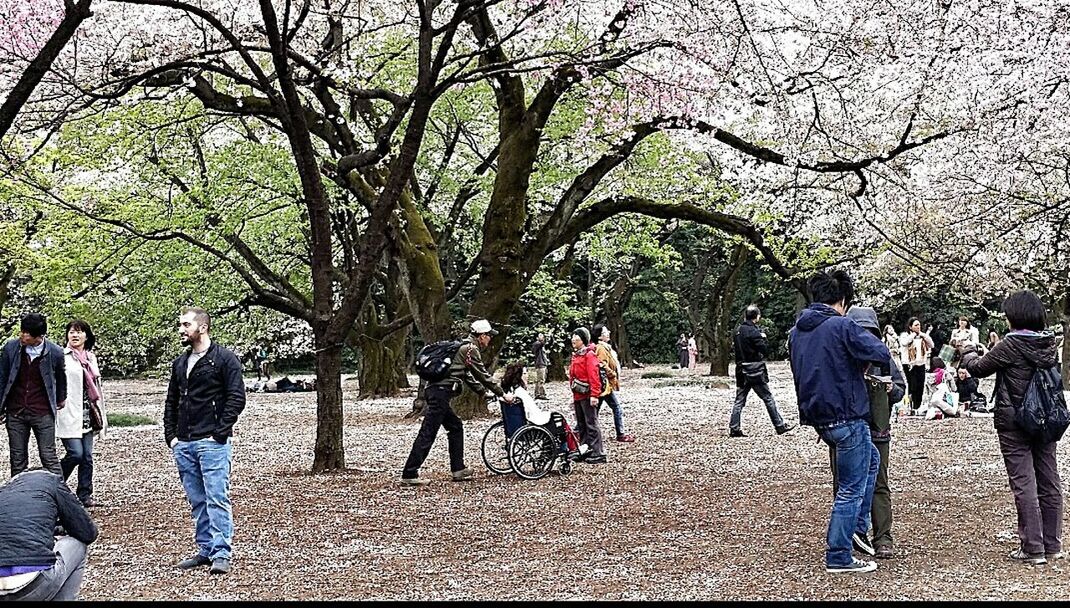 tree, large group of people, person, lifestyles, men, leisure activity, walking, togetherness, rear view, full length, mixed age range, park - man made space, footpath, growth, casual clothing, nature, day, girls, branch