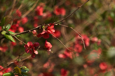 Close-up of red flowering plant