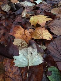 Close-up of maple leaves