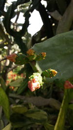 Close-up of red flowering plant