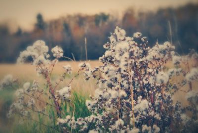 Close-up of flowers growing in field