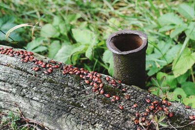 Close-up of plant