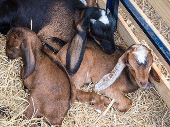 High angle view of horses resting