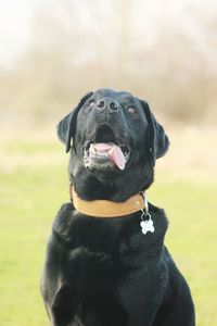 Close-up portrait of a dog