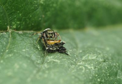 Close-up of spider with prey on leaf