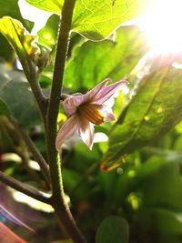 Close-up of flower blooming outdoors