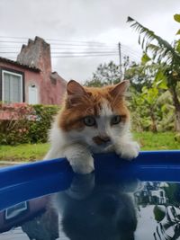 Cat looking away in yard