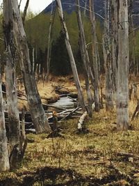 Tree trunk in forest