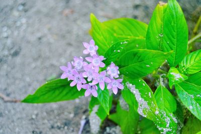 Close-up of purple flowers blooming outdoors