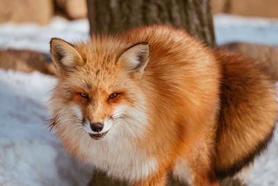 Portrait of fox during winter