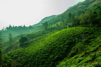 Scenic shot of lush foliage against clear sky