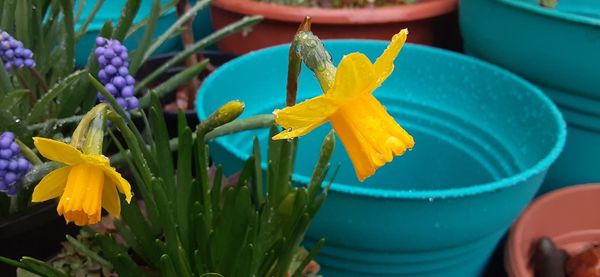 Lazy spring daffodil waking up in the garden.