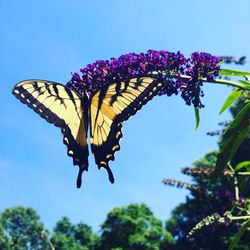 Close-up of butterfly pollinating on flower