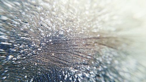 Close-up of caterpillar in water