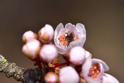 Close-up of bee pollinating on flower