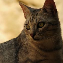 Close-up portrait of cat