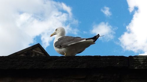 Low angle view of seagull perching on railing against clear sky