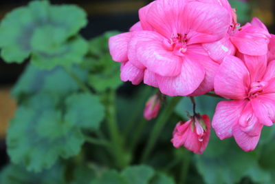 Close-up of pink flowers blooming outdoors