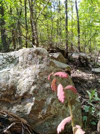 Close-up of pink mushrooms growing on tree trunk