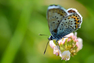 Close-up of butterfly pollinating on flower