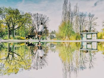 Reflection of trees in water