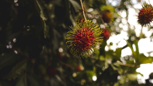 Close-up of red flowering plant