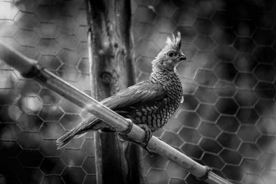 Close-up of bird perching 