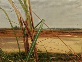 Close-up of crop in field