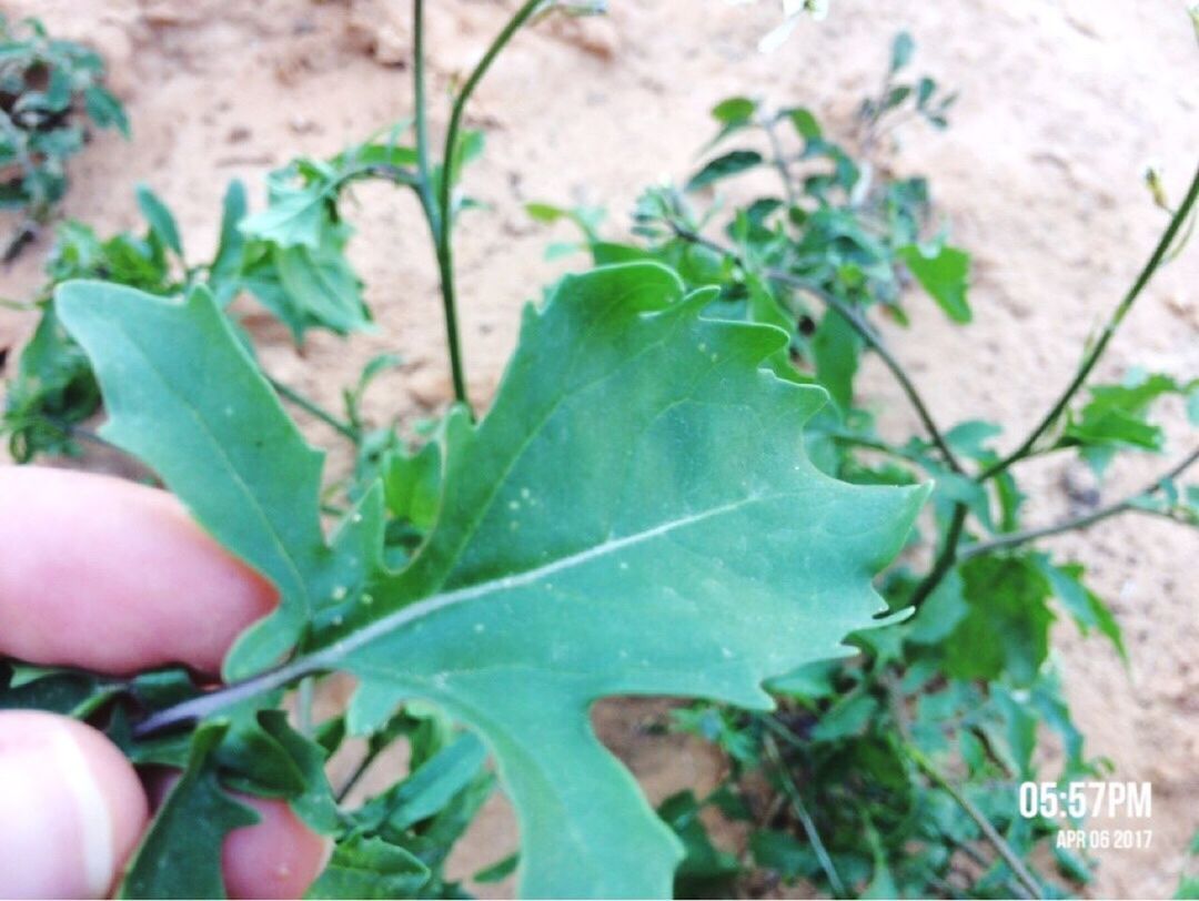 leaf, human hand, green color, focus on foreground, close-up, nature, plant, growth, day, outdoors, freshness, fragility, beauty in nature, one person