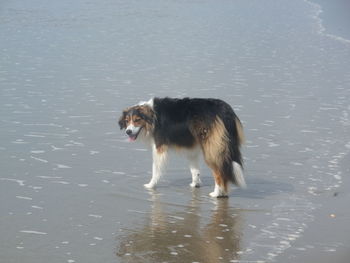 Dog in water