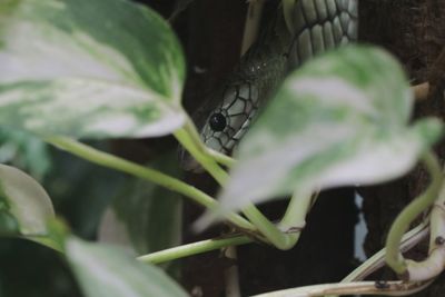 Close-up of insect on leaf