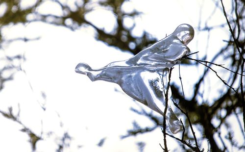 Close-up of frozen tree branch during winter