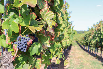 Grapes growing in vineyard