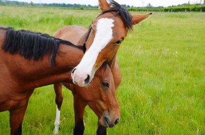 Horse standing in ranch
