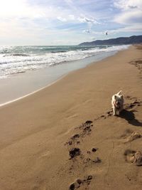 Dog standing on beach against sky