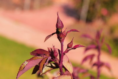 Close-up of wilted plant