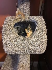 Close-up of cat