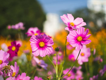 Close-up of pink cosmos flowers blooming outdoors