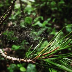 Close-up of spider web on tree