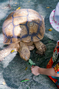 Big tortoises walking on the ground eating a vegetable from a child.